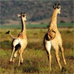 Giraffe at Shamwari